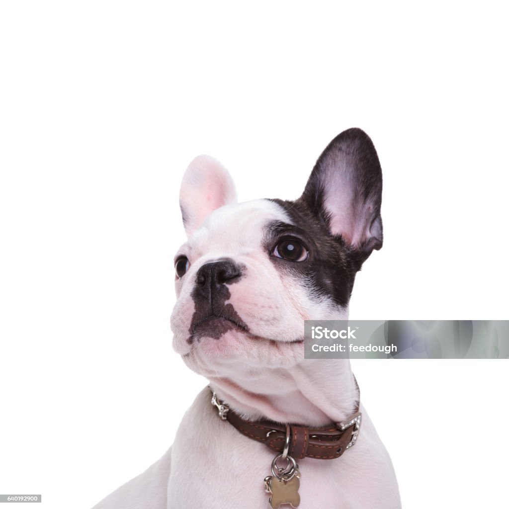 Happy dog 2