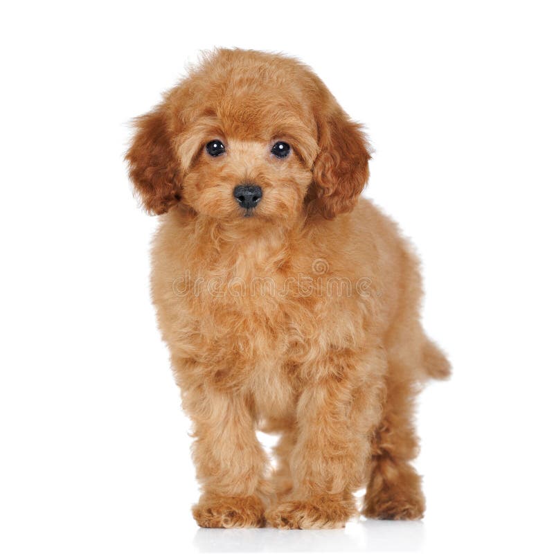 Happy dog 4